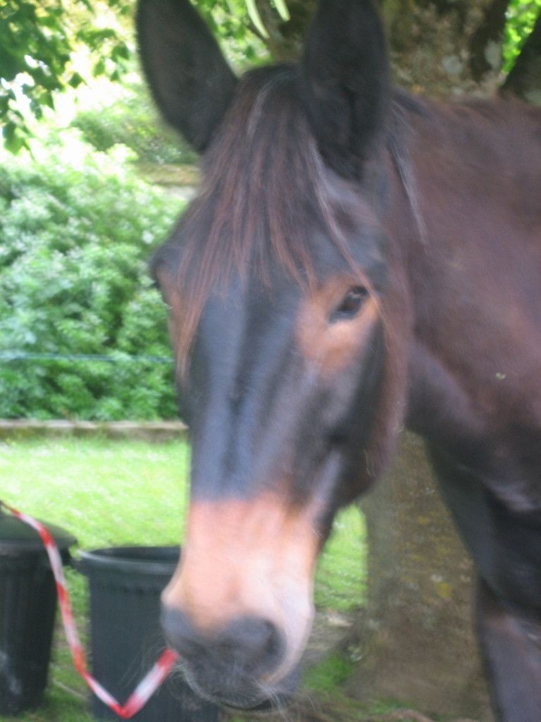 tête de mule
