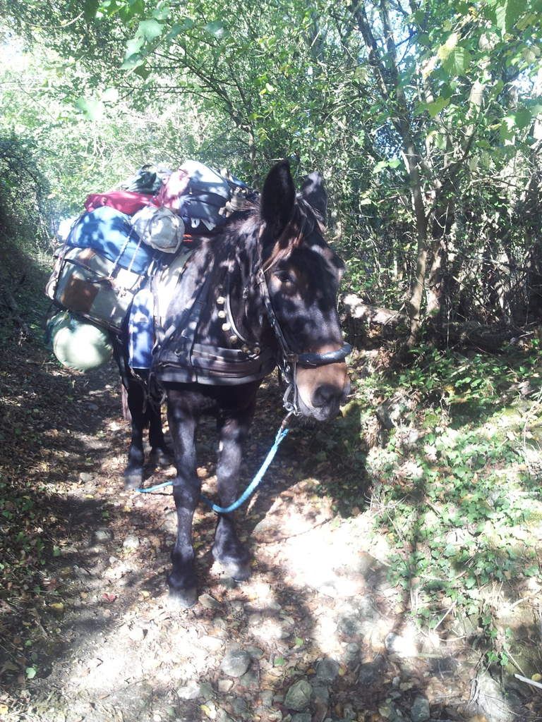 mule en voyage sur la route des mulets