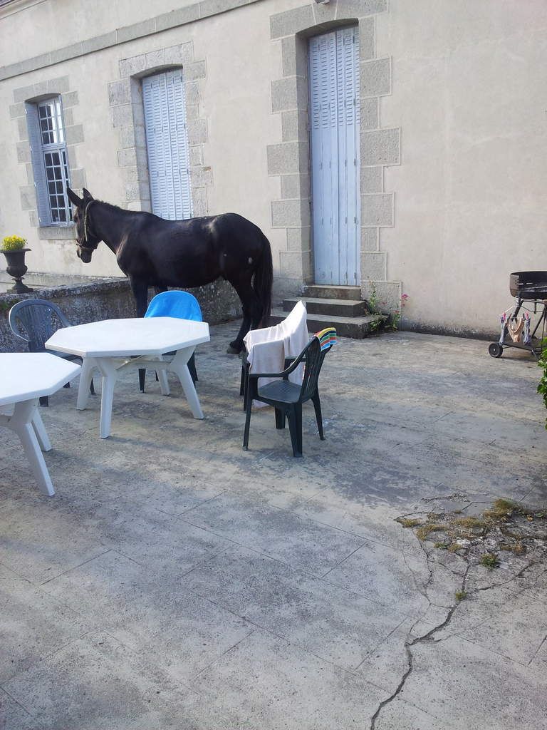 un mulet sur la terrasse