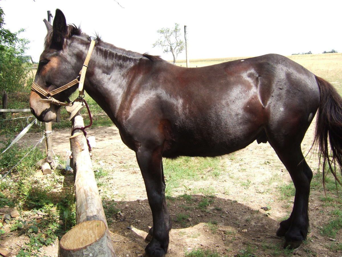 Mustang de la Richardière dit Mario,mulet (race des mules poitevines)