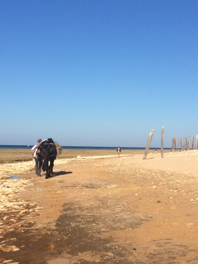 un mulet sur la plage