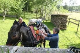batage d'un mulet dans le Jura