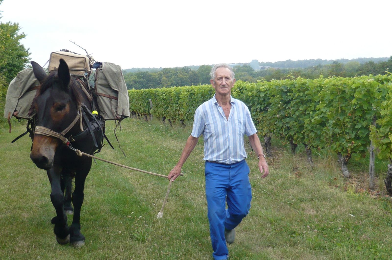 Le mulet Mario avec Guy, ancien vigneron des côteaux du Cher.