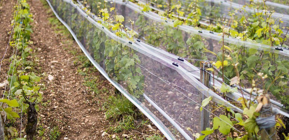 « Les viticulteurs peuvent maintenant utiliser des filets anti-grêle »