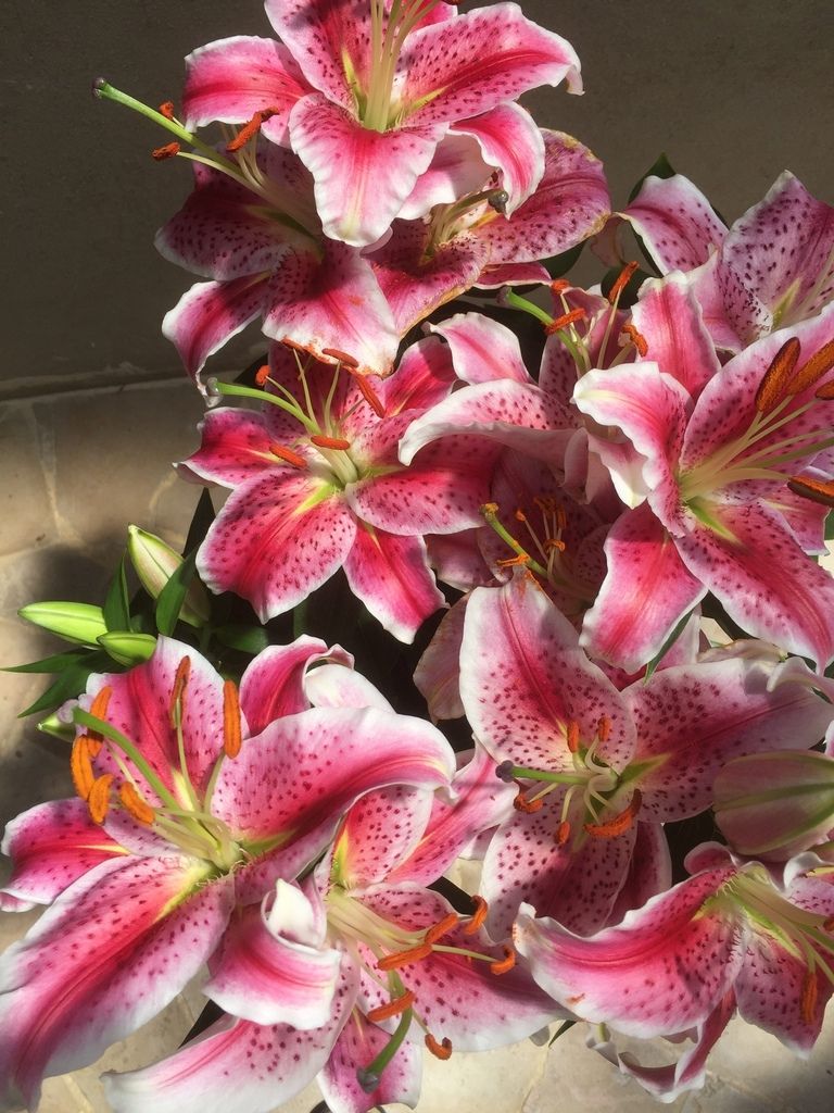 Dernières fleurs, derniers parfums.