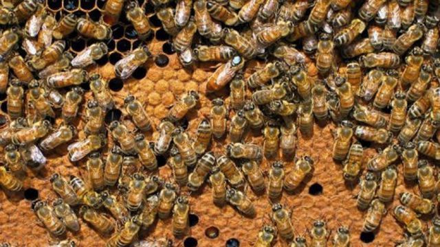 Le cri du cœur d'un apiculteur