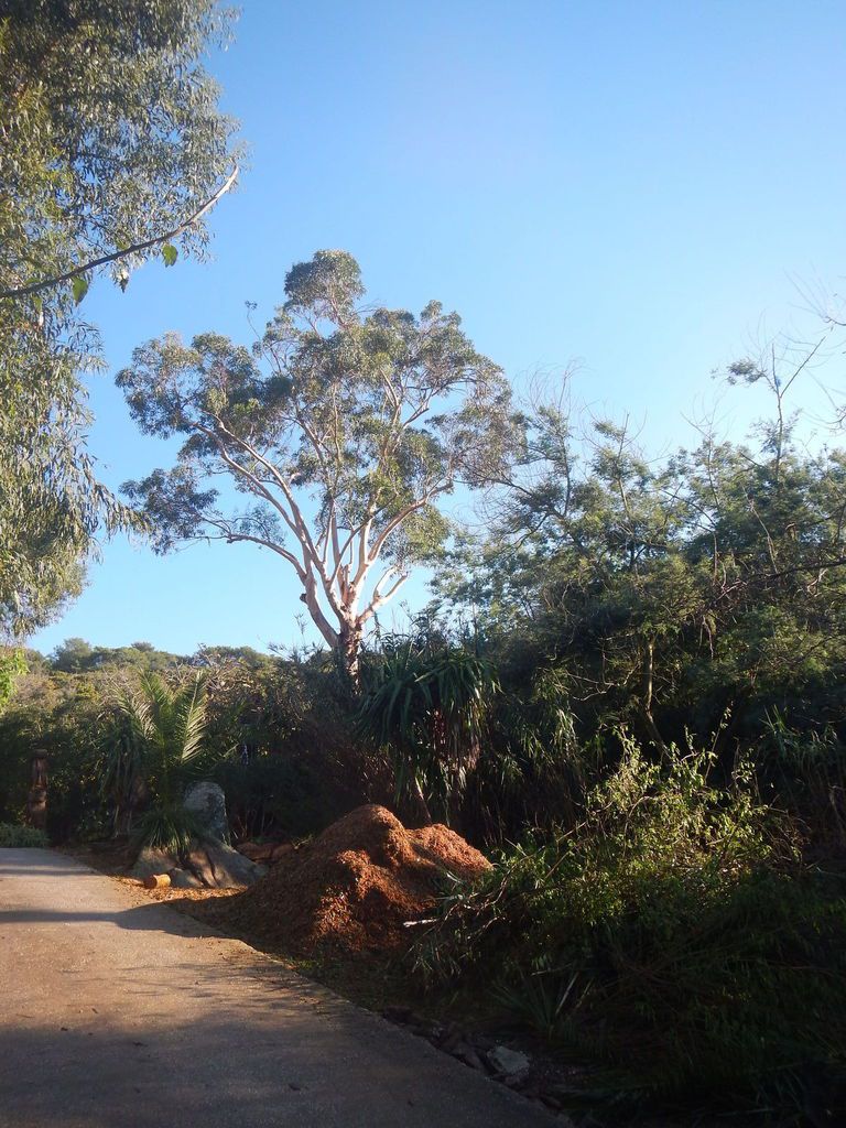 Eucalyptus de la montée de l'Ayguade