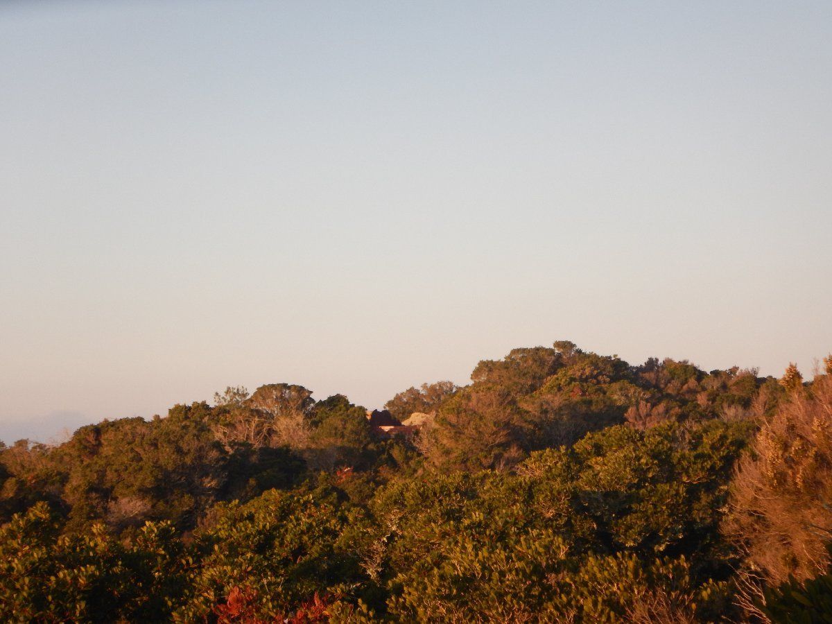 Sommet des Arbousiers île du levant domaine naturiste d'héliopolis, cité du soleil