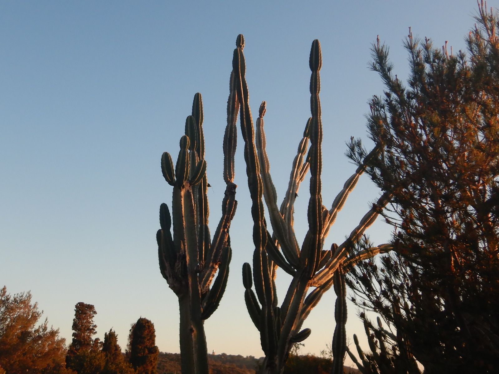 Cactus et palmiers - île du levant - domaine naturiste d'héliopolis, cité  du soleil