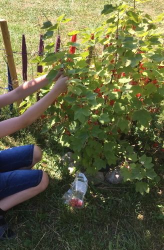 Ein Kind pflückt rote Johannisbeeren vom Strauch.