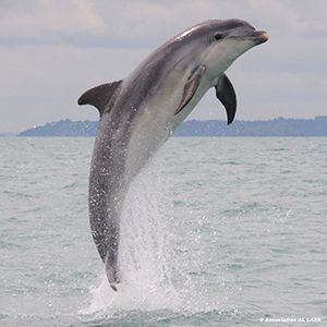 manifestations animales terrestres de l'influence de Neptune Ob_b75c48_dauphin-al-lark