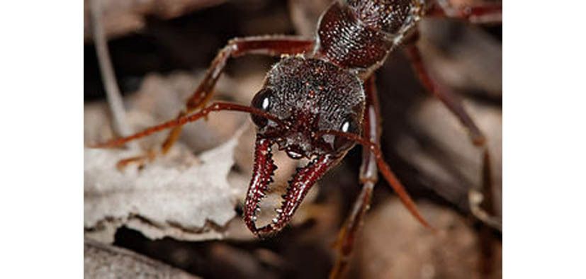 R6. Les fourmis chercheuses d’or au Siam, mythe ou réalité ?