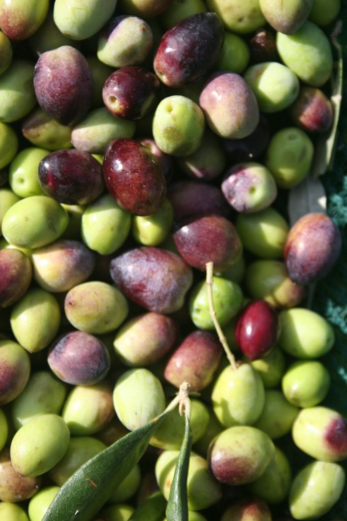 Savons naturels à l'huile d'olive