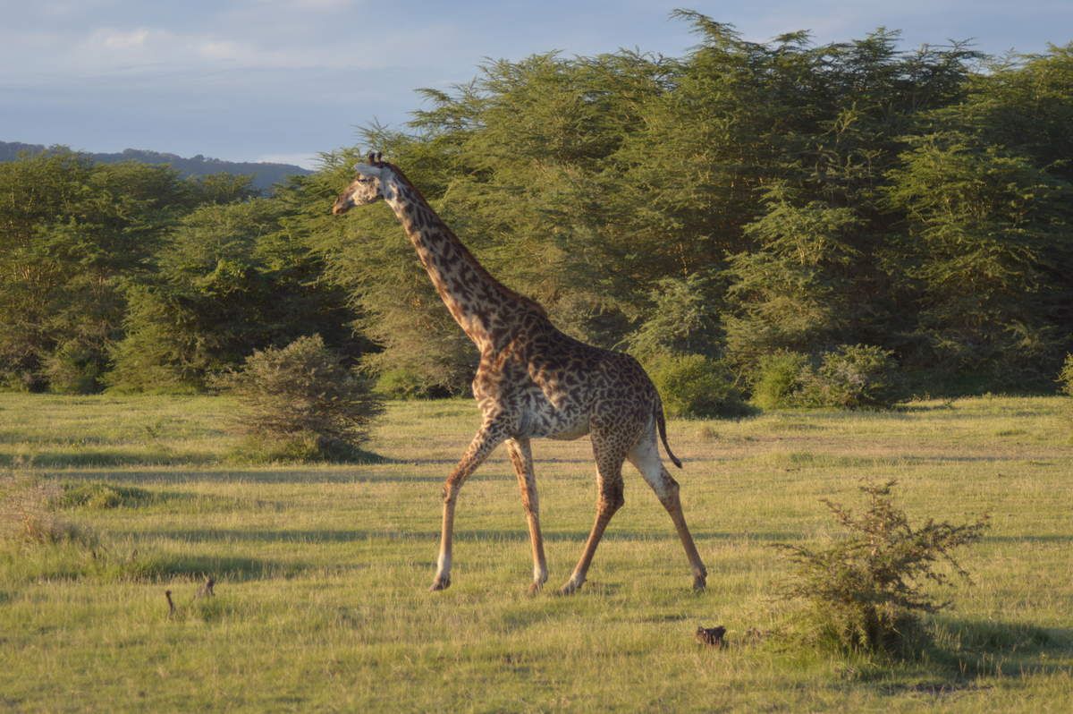 Arrêt sur Images- Au coeur du monde sauvage