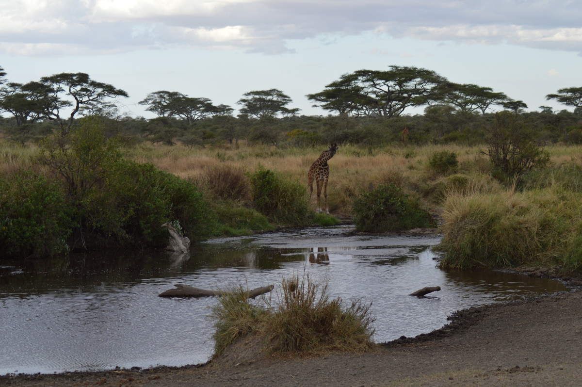 Arrêt sur Images- Au coeur du monde sauvage