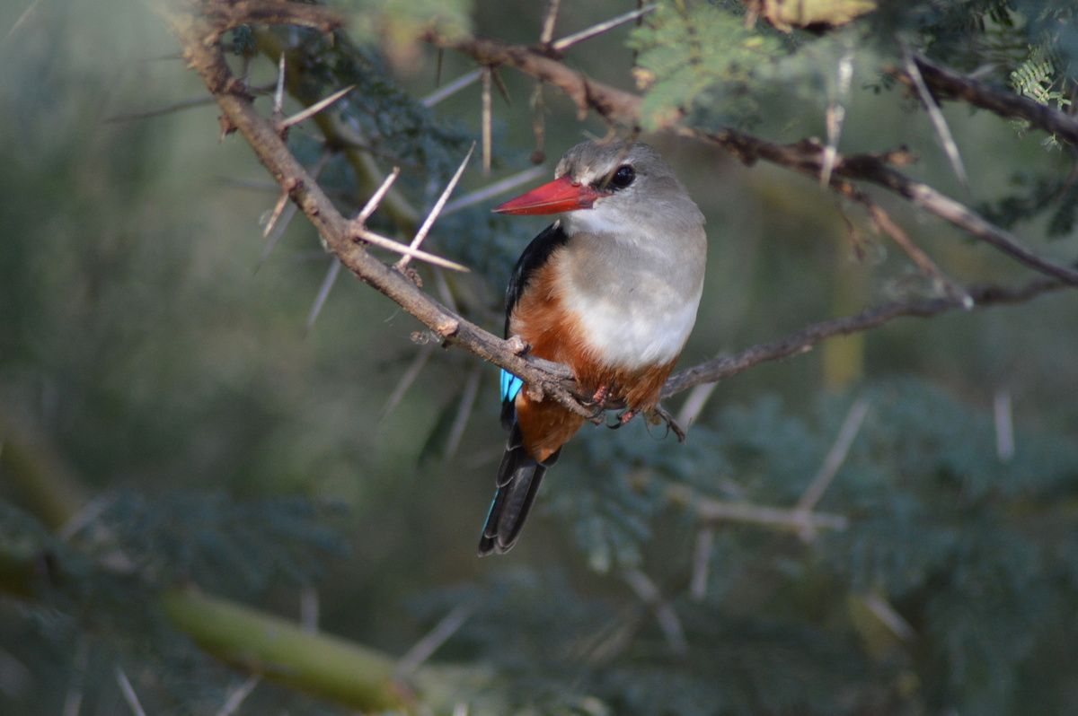Arrêt sur Images- Au coeur du monde sauvage