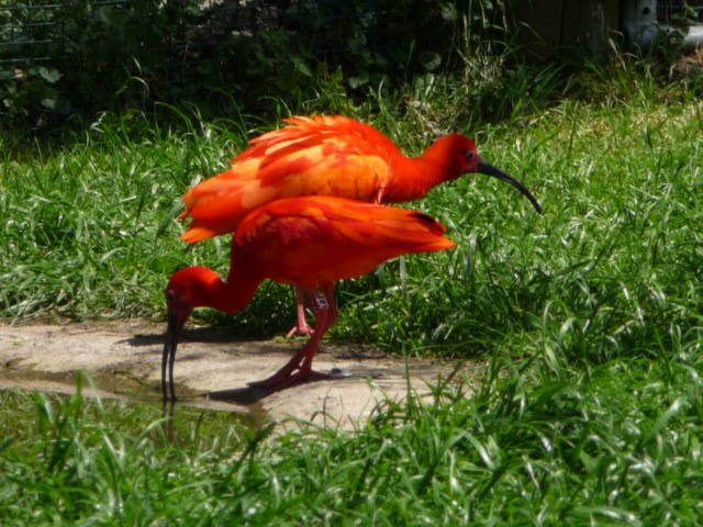 Cacatoès blanc et ibis rouges