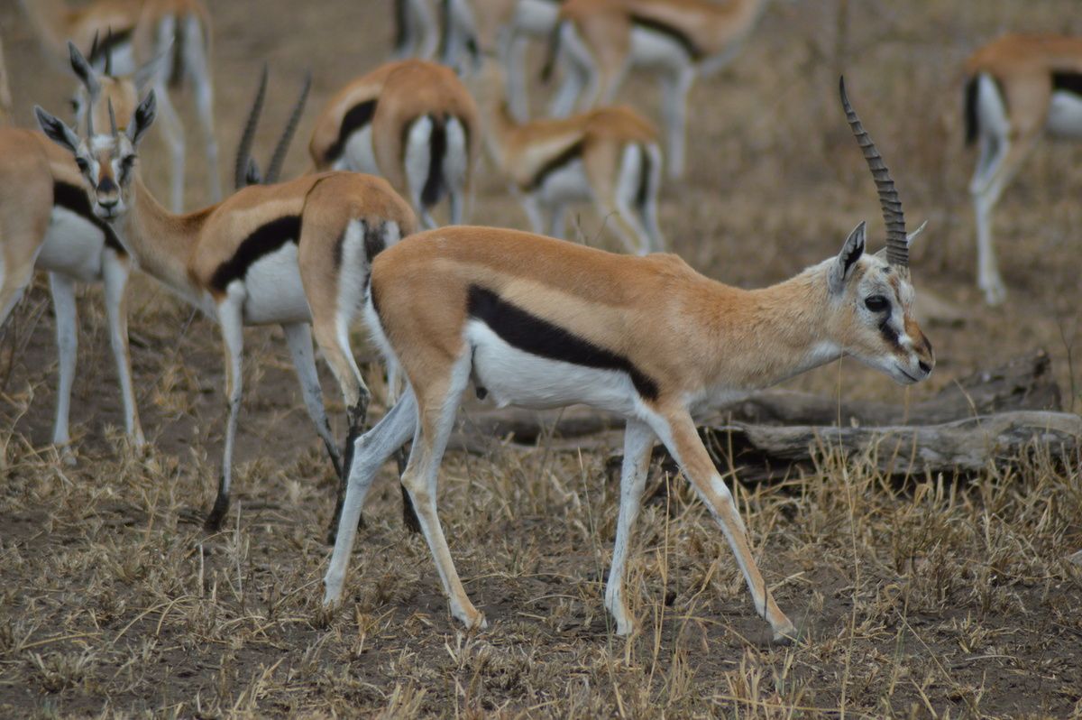 Photos Erwann Barguillet