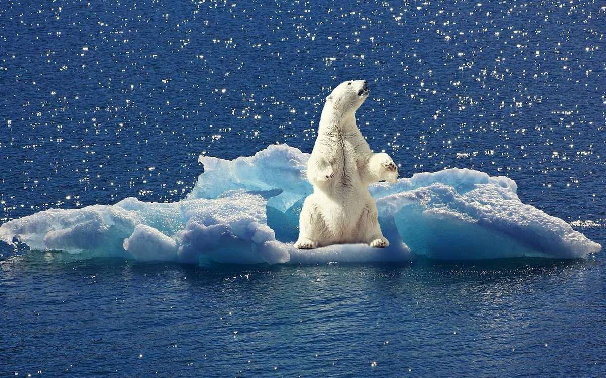 La zoologiste de l'Université de Victoria Susan Crockford, spécialiste des ours polaires, nous rassure et conteste le scénario d'une espèce mise en danger par la fonte de la banquise.