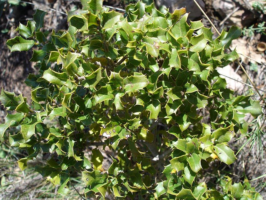 Rando du 06/01/2020-Forêt de Gréasque