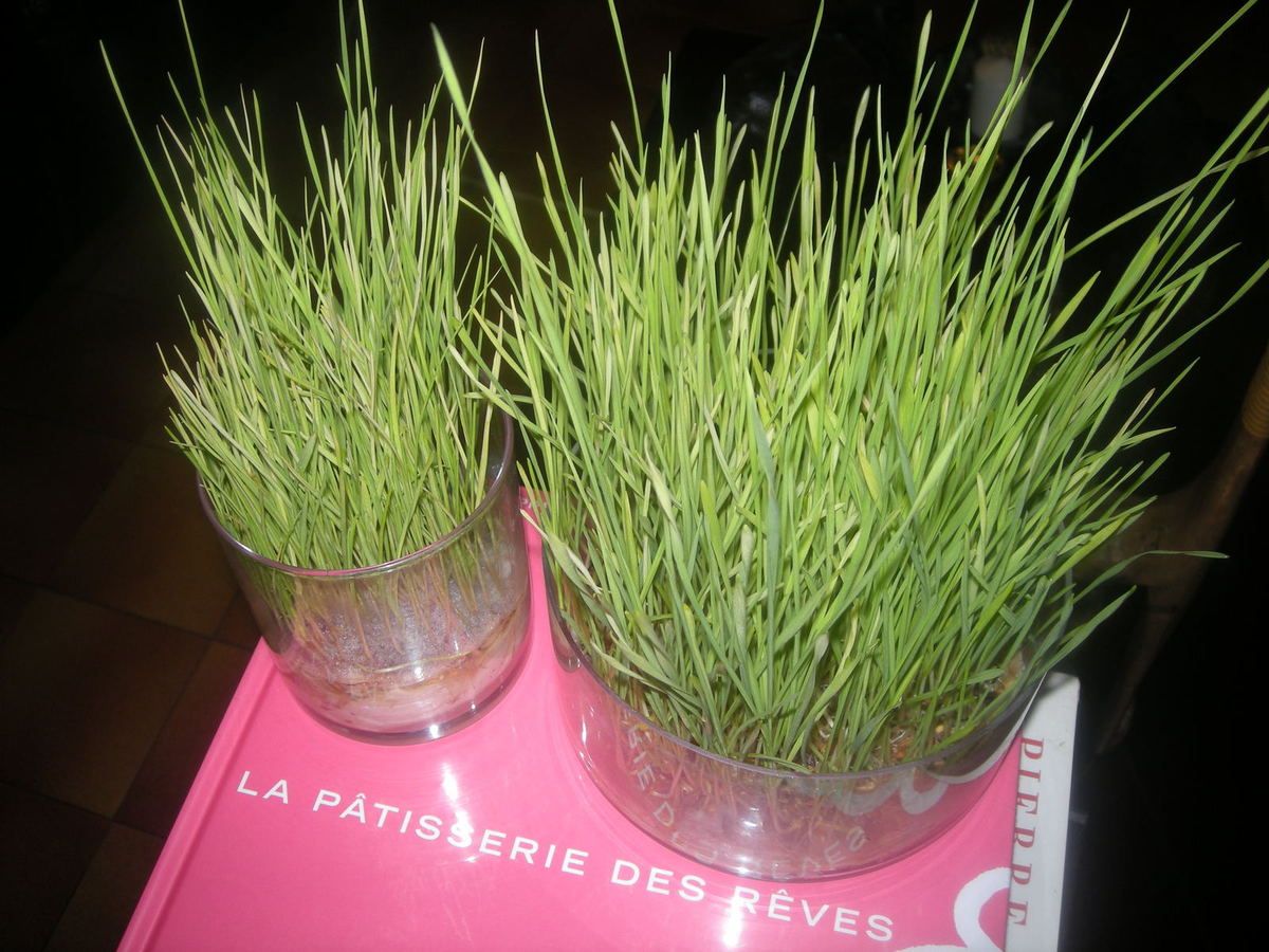 La sainte Barbe en Provence Plantons le Blé et les Lentilles