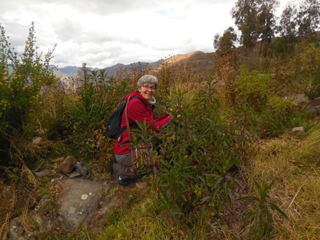 Recherche des plantes dansun cadre magnifique
