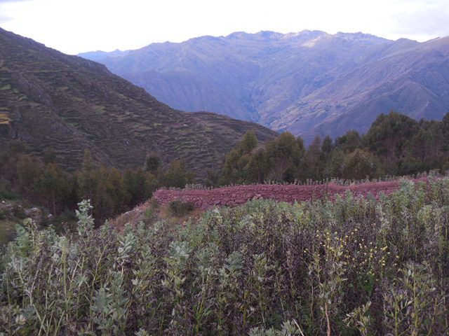 Recherche des plantes dansun cadre magnifique