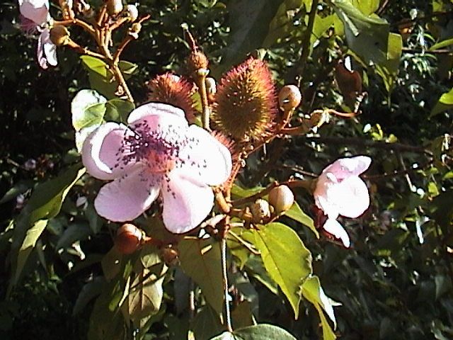 Recherche des plantes dansun cadre magnifique