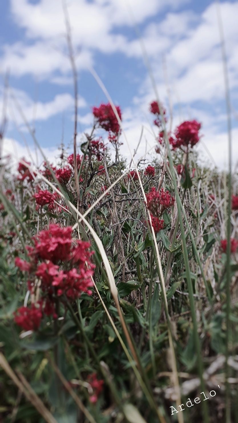 FLORE ET VÉGÉTATION AVEC LE GDEAM 62 EN BAIE DE CANCHE