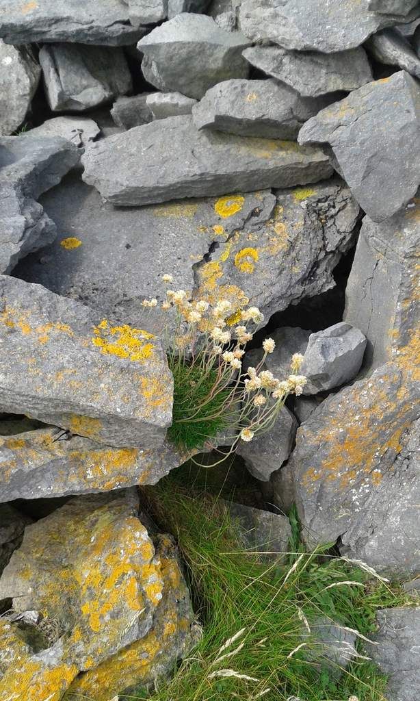 Inis Meain... Inishmaan 6
