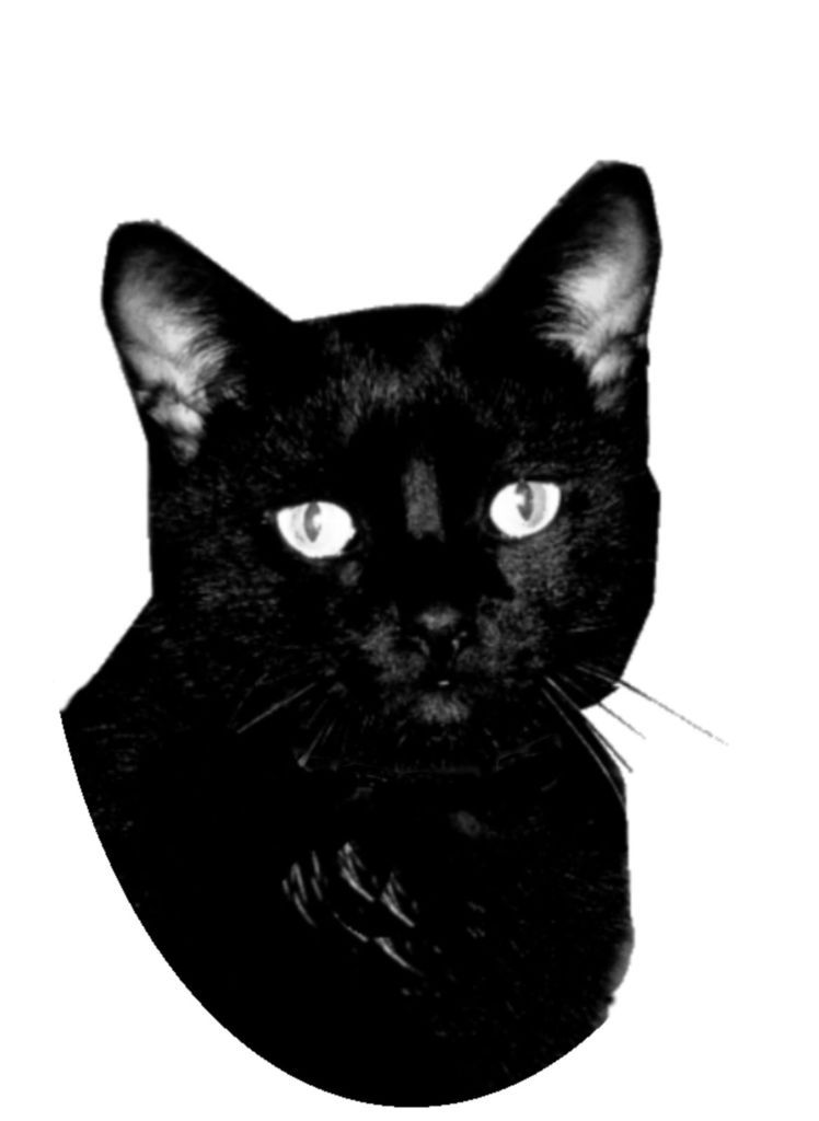 rasage grosse chatte