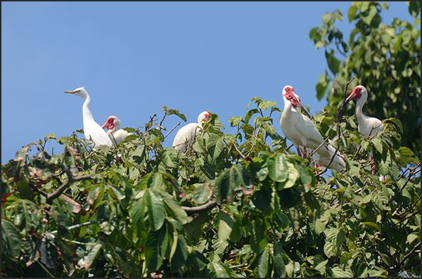 Darien Panama, Forêt primaire du Darien, Faune et flore du Panama, Indiens du Panama