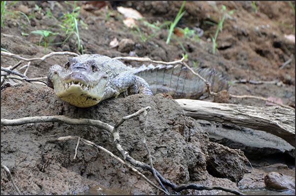 Darien Panama, Forêt primaire du Darien, Faune et flore du Panama, Indiens du Panama
