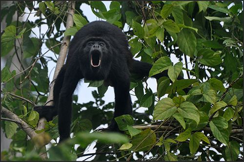 Darien Panama, Forêt primaire du Darien, Faune et flore du Panama, Indiens du Panama