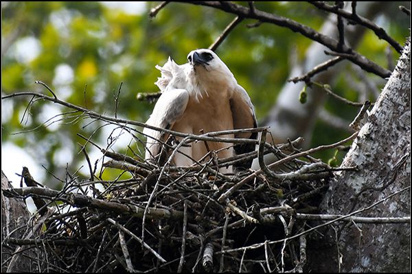 Darien Panama, Forêt primaire du Darien, Faune et flore du Panama, Indiens du Panama, Aigle harpie