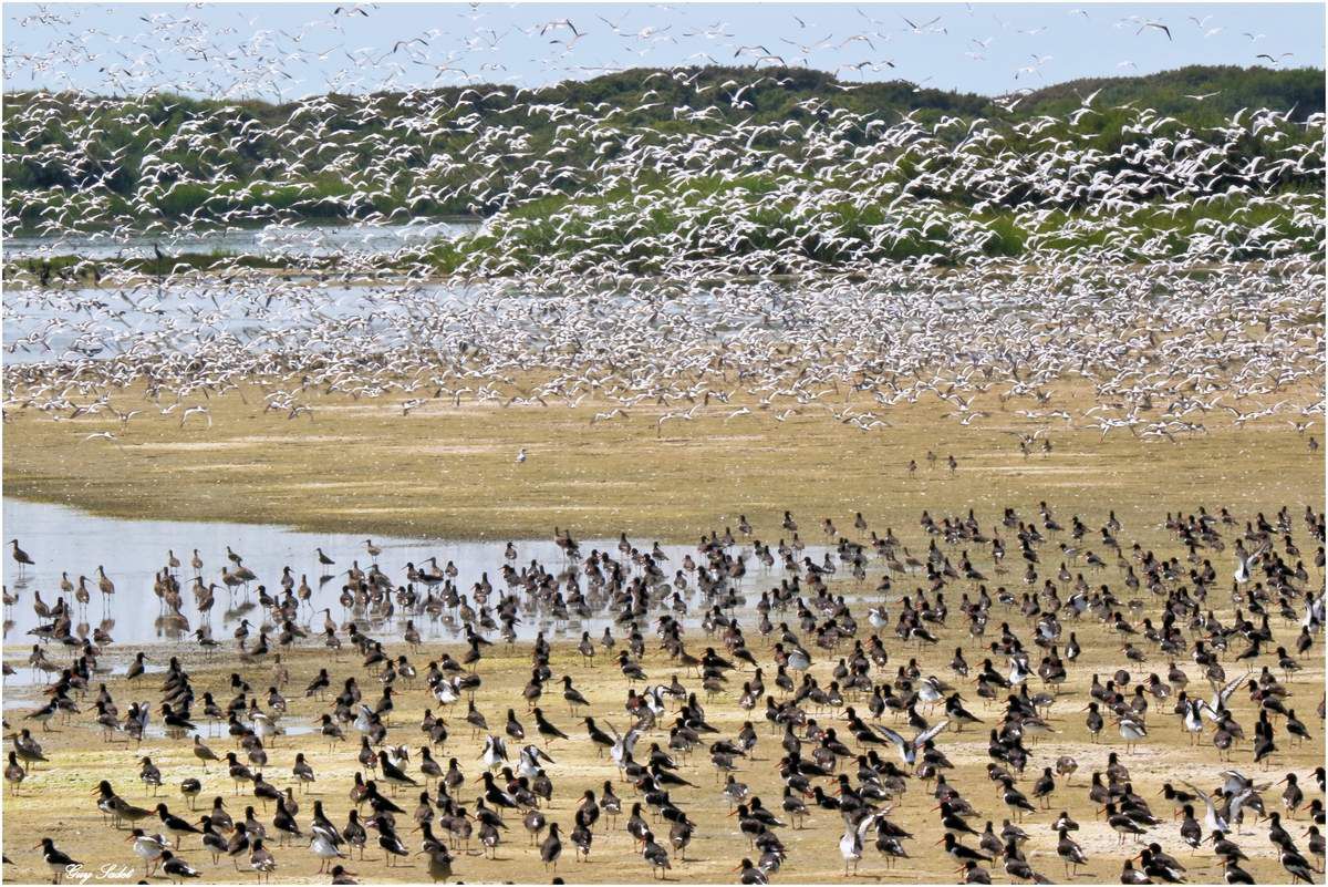 Baie de Somme : les oiseaux assurent le spectacle les jours de grandes marées