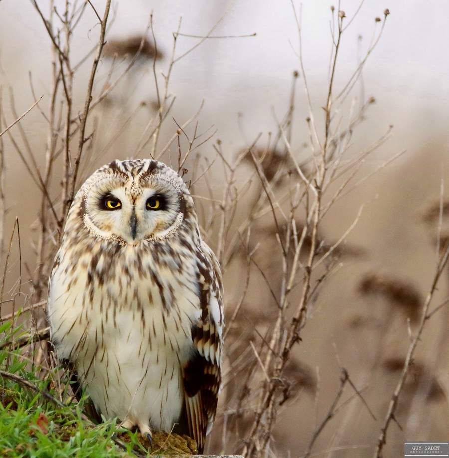 LE HIBOU DES MARAIS NE PERD JAMAIS LE NORD… DE LA FRANCE ! - Le blog de  nature-ailes.over-blog.com