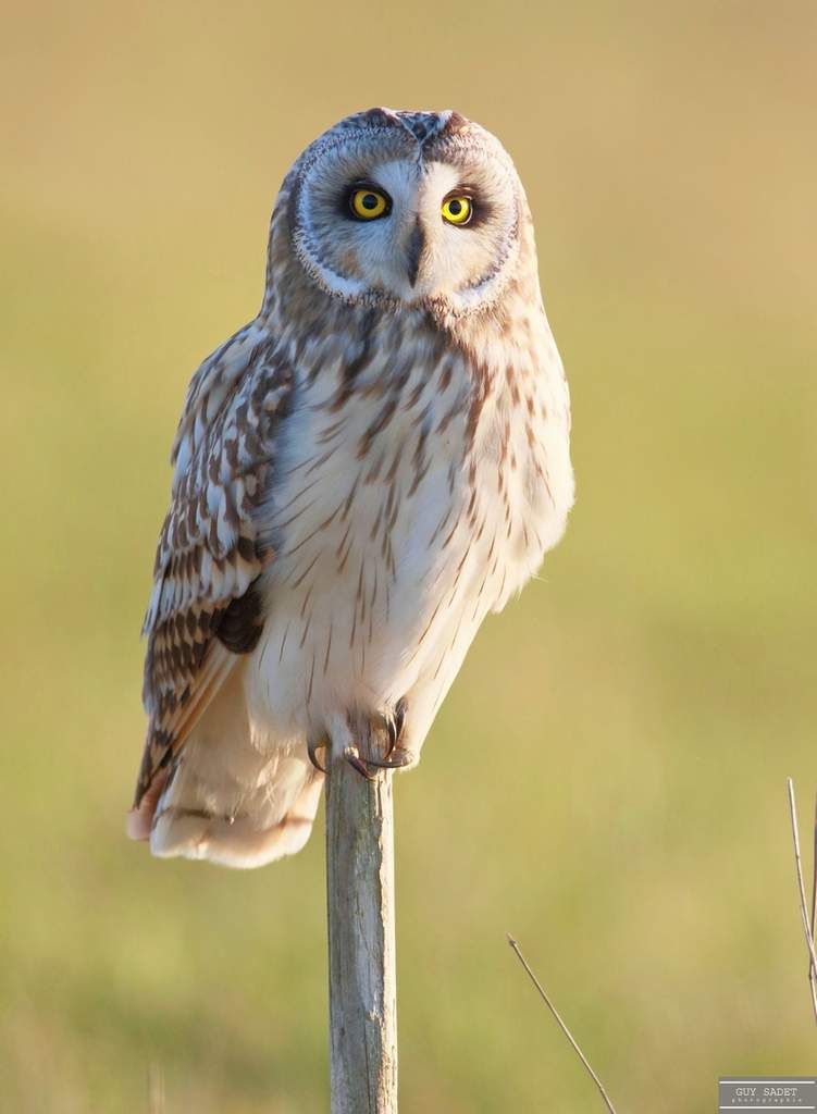 LE HIBOU DES MARAIS NE PERD JAMAIS LE NORD… DE LA FRANCE ! - Le blog de  nature-ailes.over-blog.com