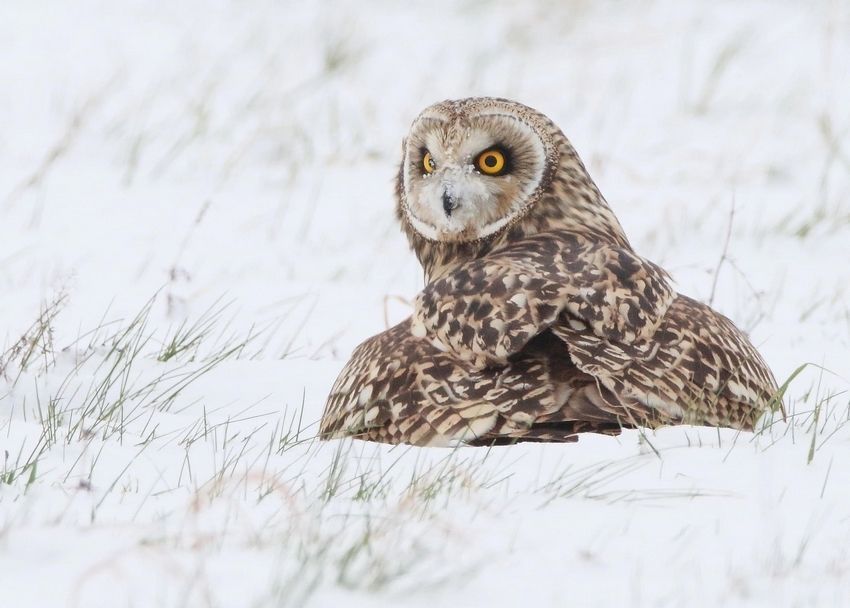 Le Hibou Des Marais Ne Perd Jamais Le Nord De La France Le Blog De Nature Ailes Over Blog Com Le Hibou Des Marais Ne Perd Jamais Le Nord De La France Le Blog De Nature Ailes Over Blog Com