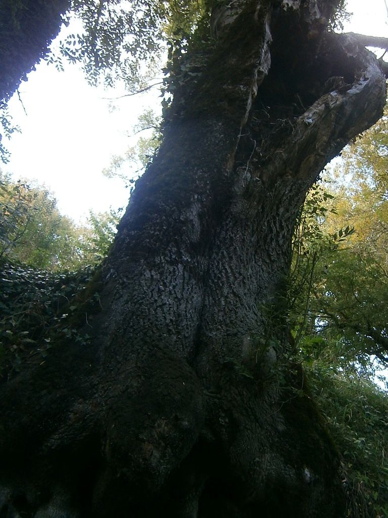 un arbre plus que centenaire qui est creux