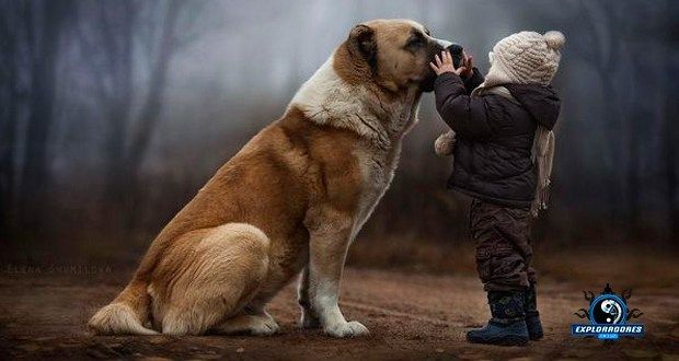 bon compagnon