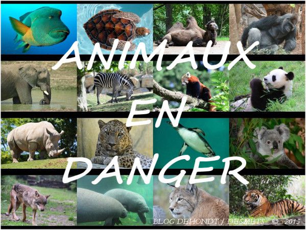 animaux en danger