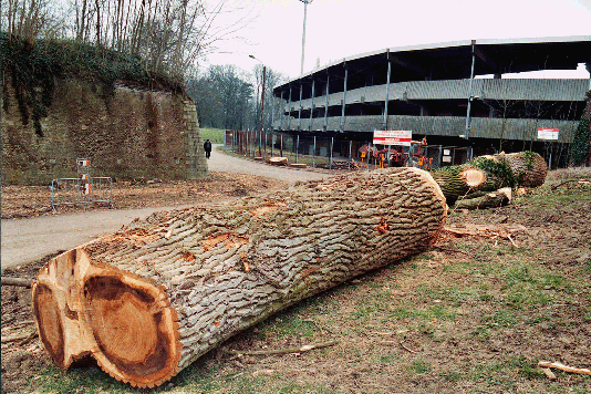 arbres abattus Lille