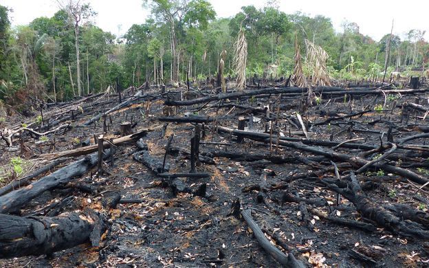 déforestation amazonie