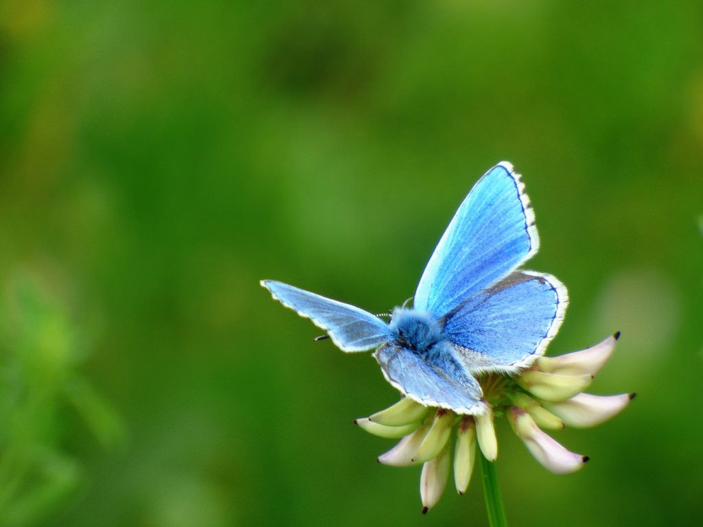 papillon des champs