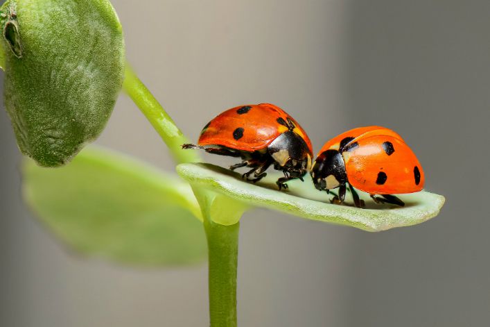 Coccinelle-biodiversite