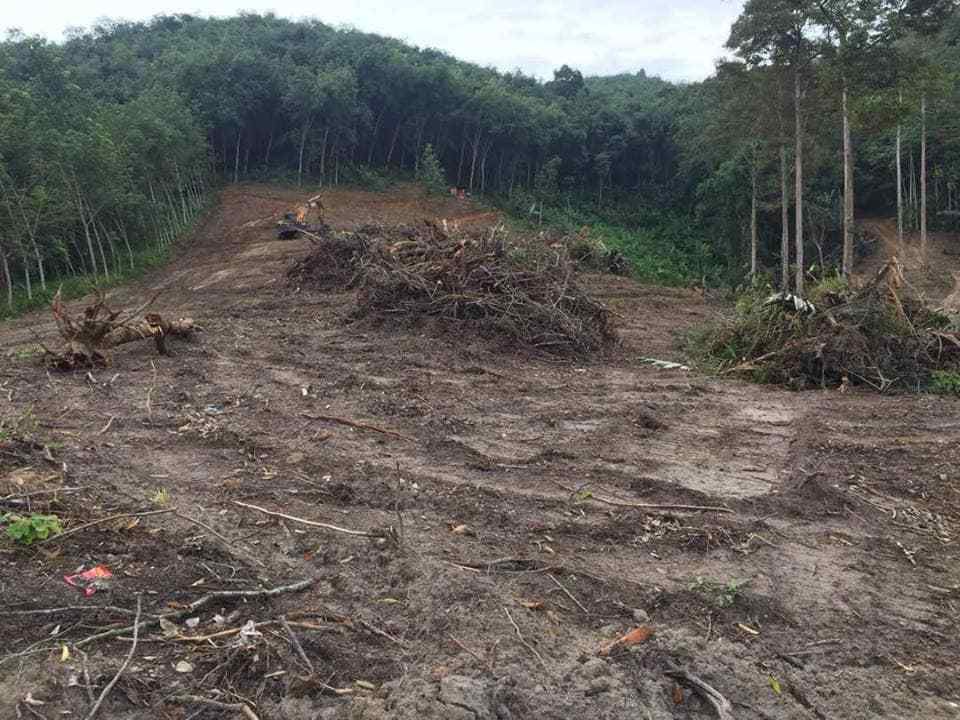 déforestation-cameroun