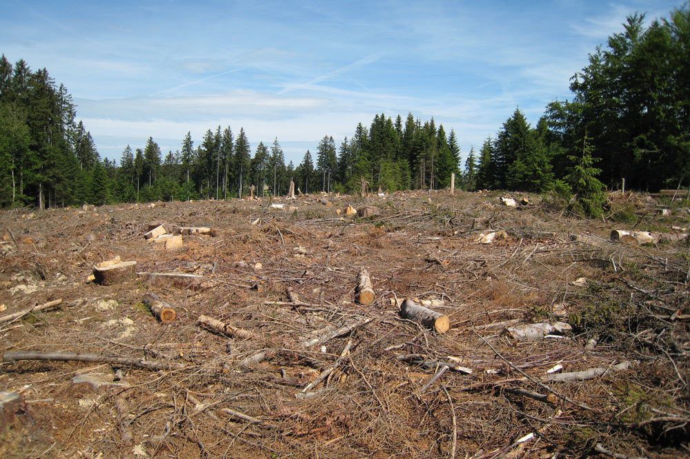 forêt-coupe-rase