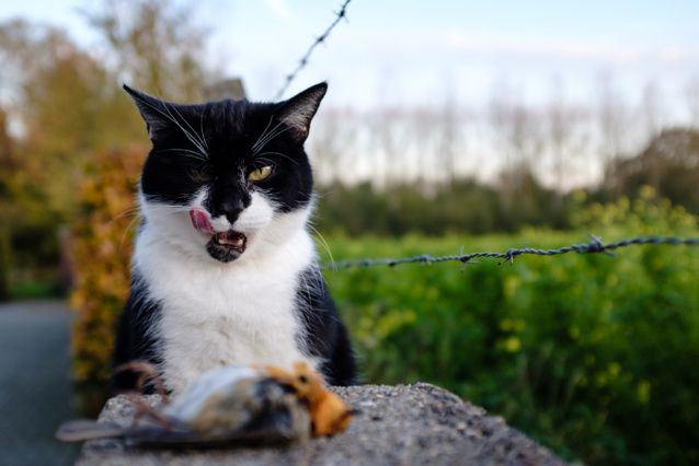 chat-tueur-oiseaux