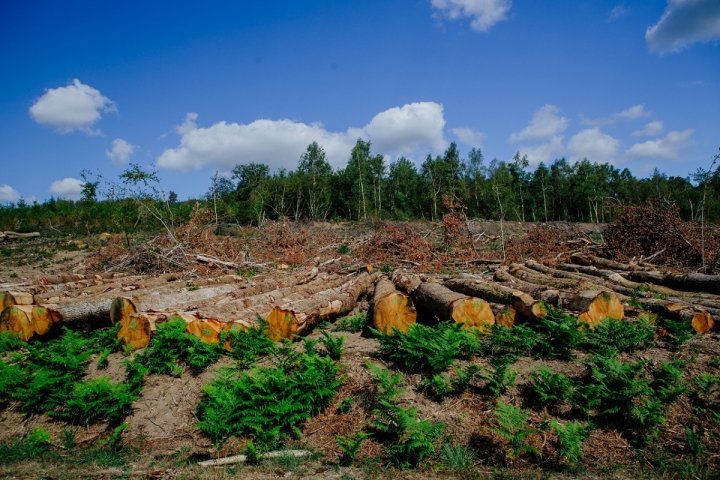 Morvan-déforestation